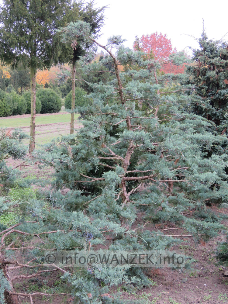 Juniperus virginiana Grey Owl Bonsai 02.JPG